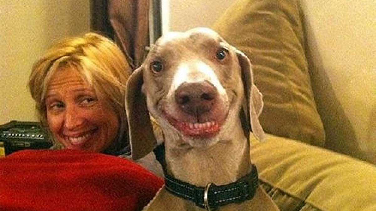 Illustration : "23 chiens qui nous rappellent à quel point il est important de sourire à la vie"