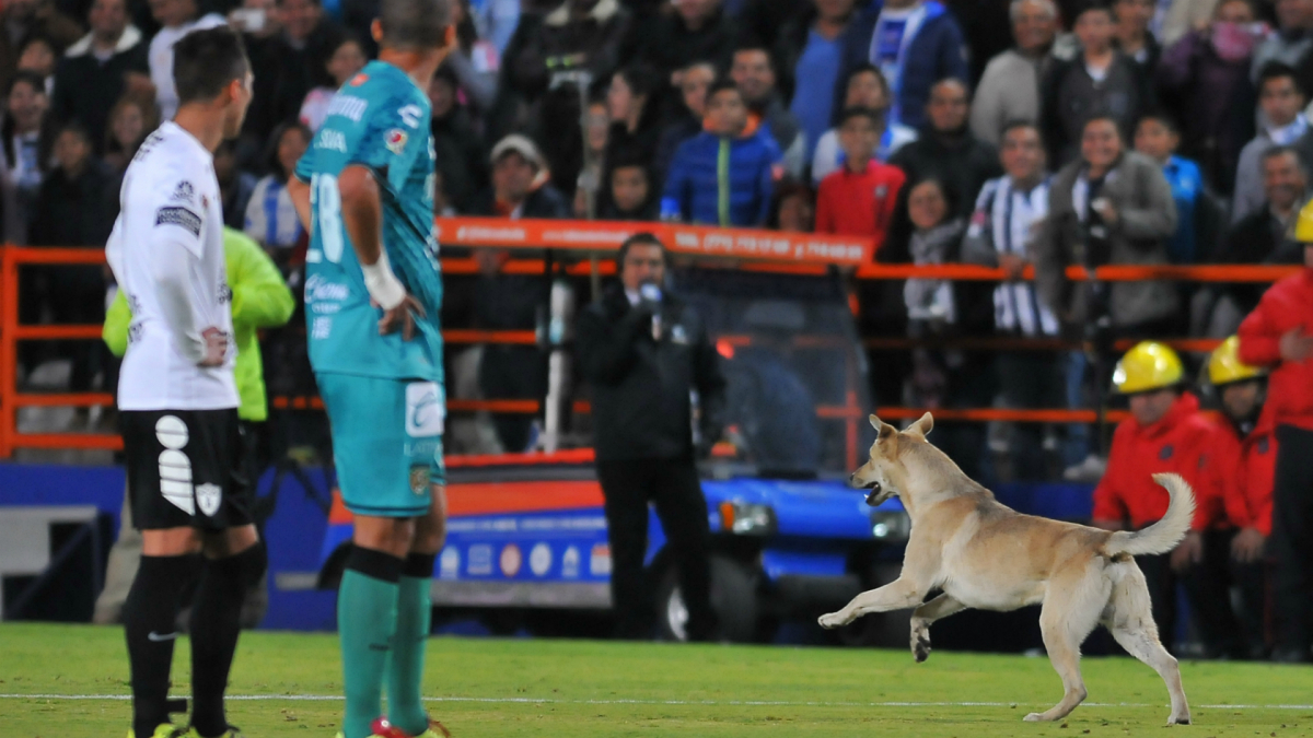Illustration : "Insolite : Un chien fait irruption sur un terrain de football au Mexique"