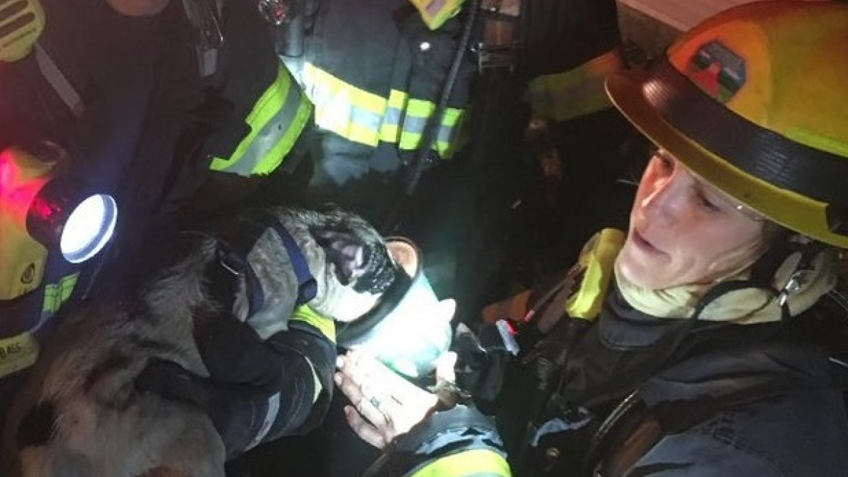 Illustration : "Etats-Unis : Les pompiers rendent visite à la chienne qu’ils ont sauvée"