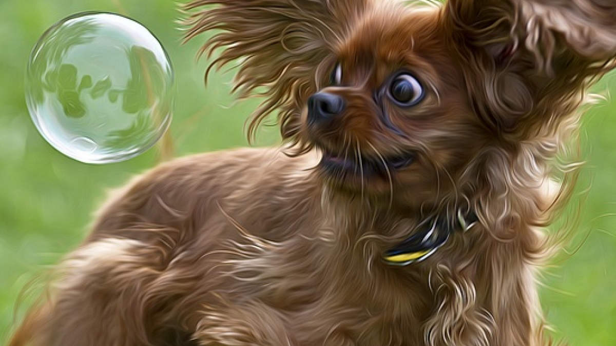Illustration : "Vous adorez les bulles ? Les chiens aussi ! La preuve en 17 images"