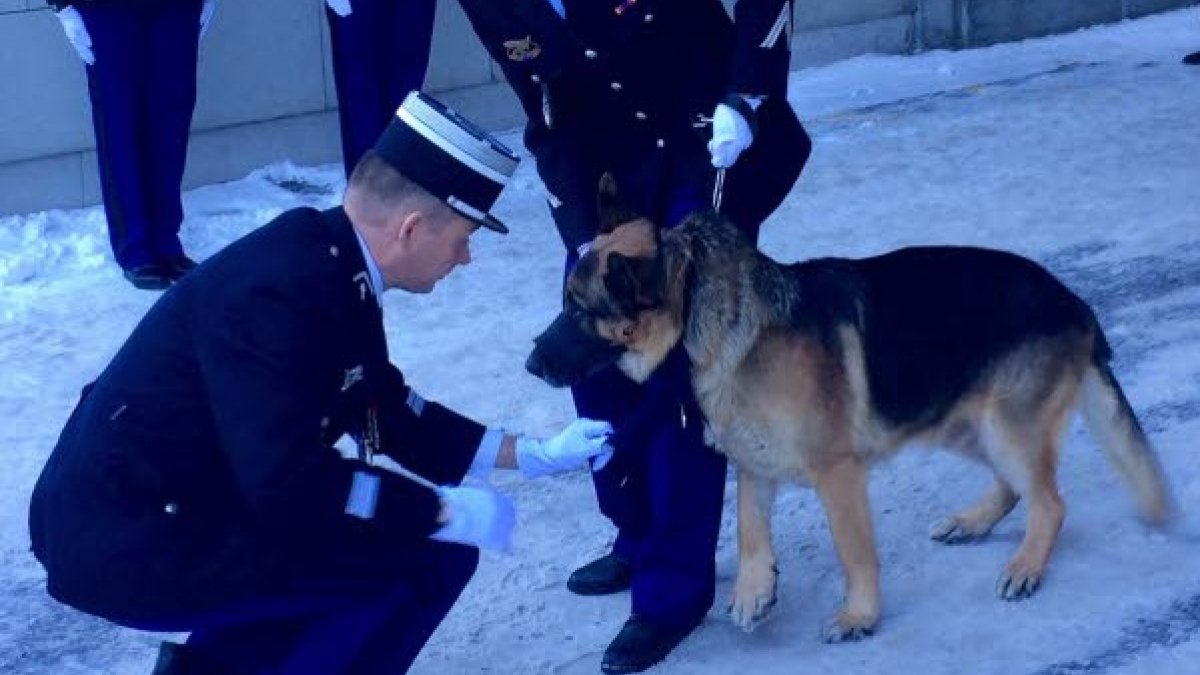 Illustration : "Chéops, chien de la gendarmerie de Haute-Savoie, décoré pour sa brillante carrière"