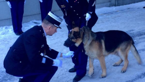 Illustration : "Chéops, chien de la gendarmerie de Haute-Savoie, décoré pour sa brillante carrière"