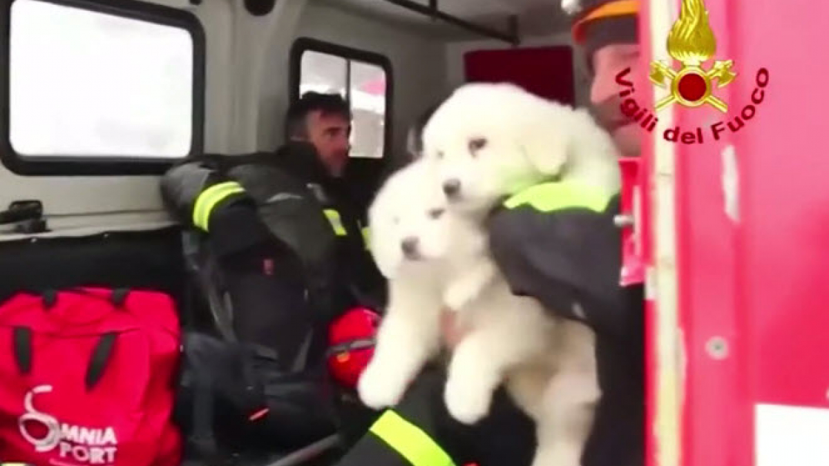 Illustration : "3 chiots ont miraculeusement survécu à l'avalanche meurtrière en Italie"