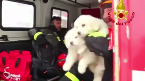 Illustration : "3 chiots ont miraculeusement survécu à l'avalanche meurtrière en Italie"