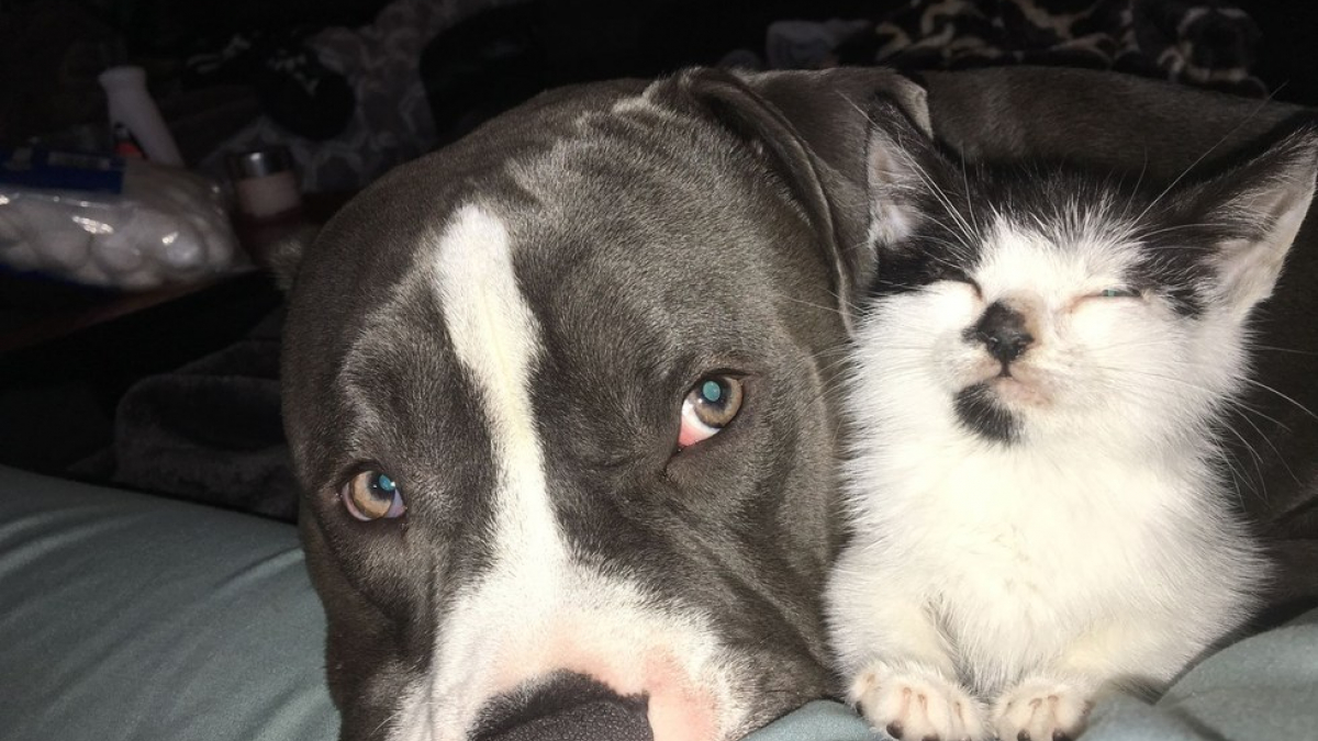 Illustration : "Un Pitbull et un chaton « différents » deviennent les meilleurs amis du monde"
