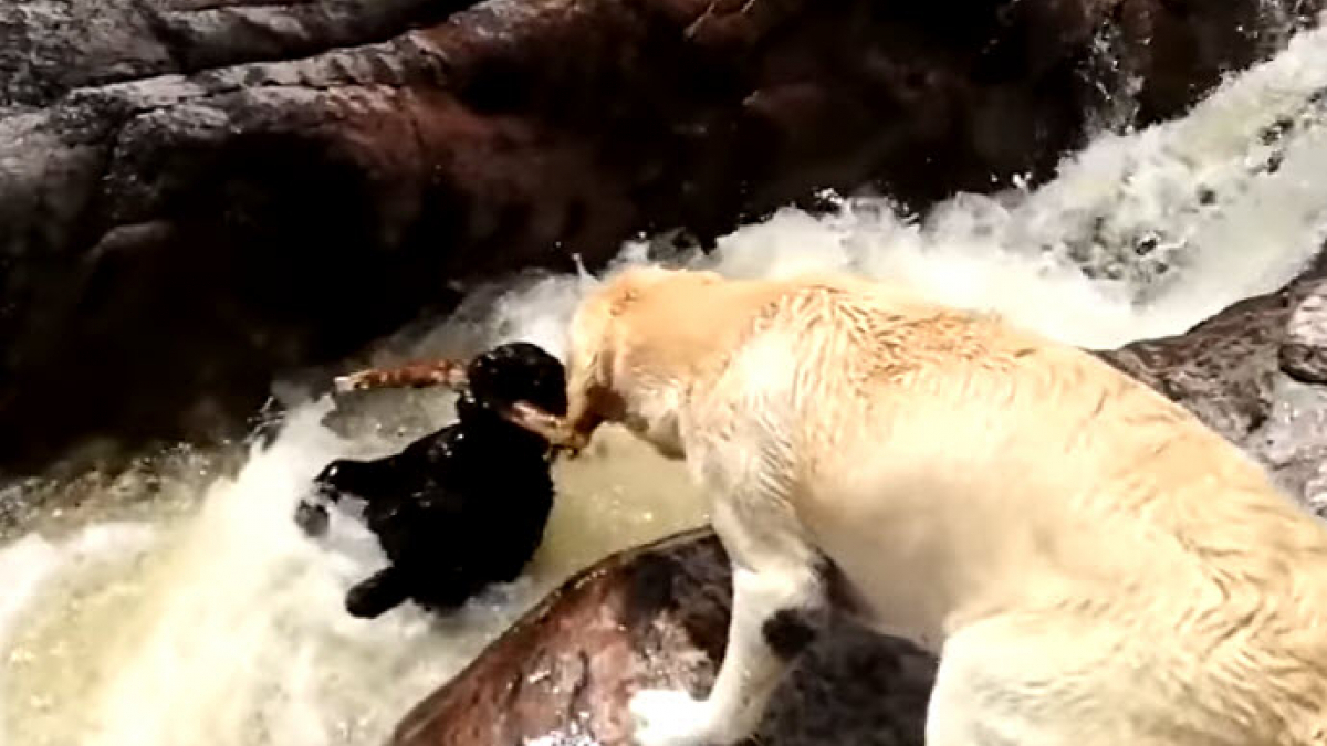 Illustration : "Argentine : Un chien emporté par le torrent d'une rivière, sauvé par son congénère Labrador"