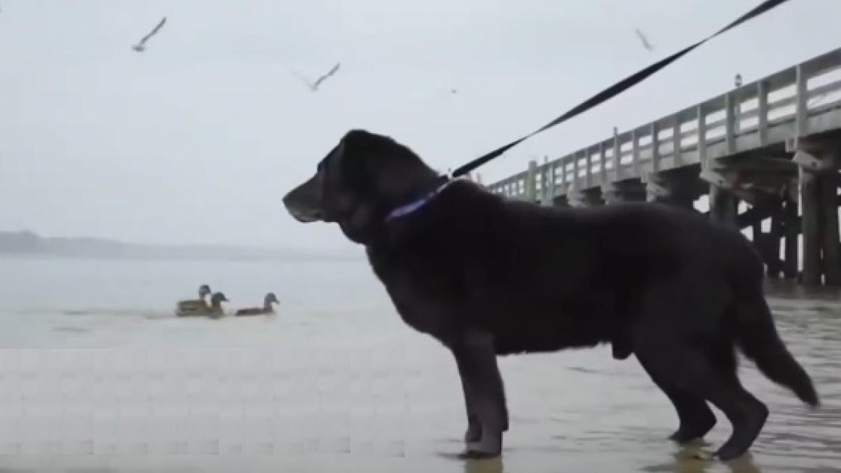 Illustration : "Après 15 années enchaîné, ce chien voit la plage pour la première fois de sa vie"
