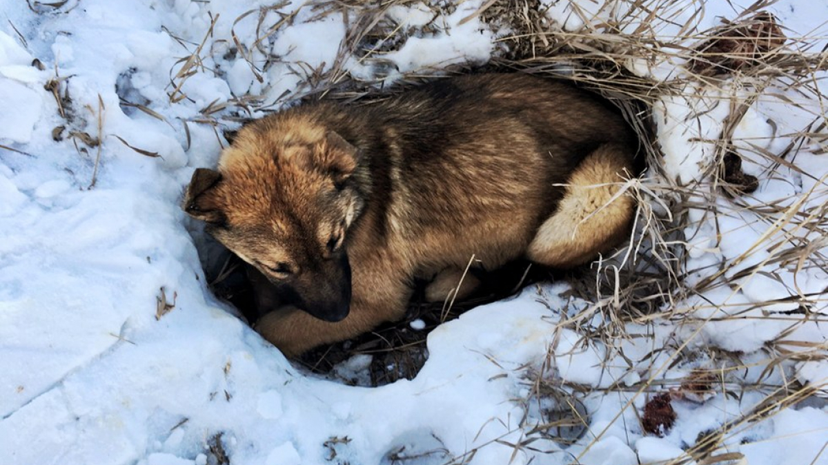 Illustration : "Canada : un chiot blessé a passé 12 heures à attendre d’être secouru"