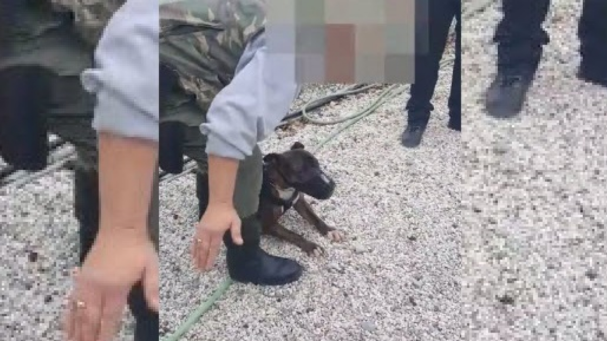 Illustration : "Vidéo : Un éducateur brutalise un chien pour se faire obéir"