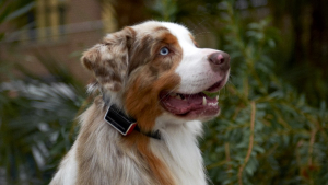 Illustration : "Un collier intelligent pour mieux comprendre votre chien"