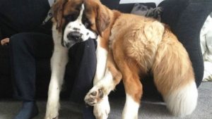 Illustration : "20 adorables chiens qui ne savent pas encore qu'ils ont grandi"