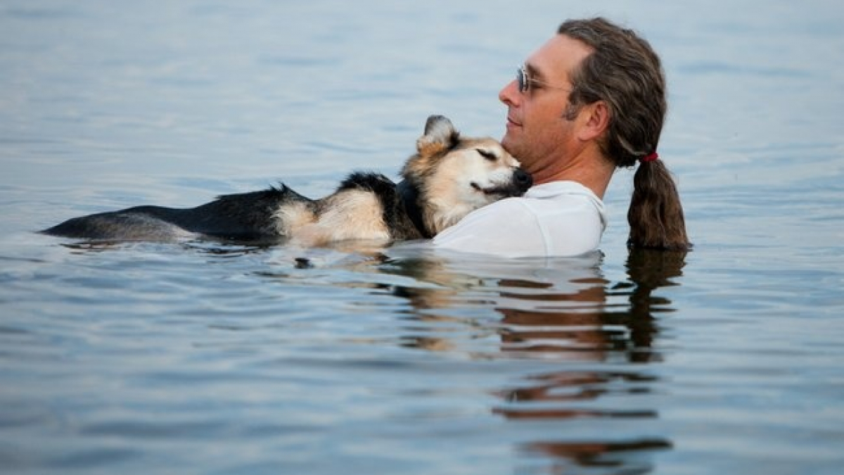 Illustration : "15 photos qui montrent la loyauté infinie des chiens"