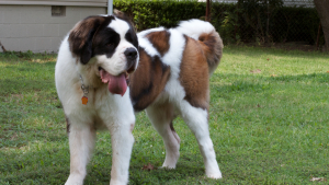 Illustration : "Une chienne secouriste sera décorée à titre posthume en Saône-et-Loire"