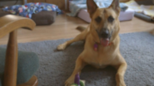 Illustration : "Etats-Unis : Un test ADN disculpe un chien et le sauve de l’euthanasie"