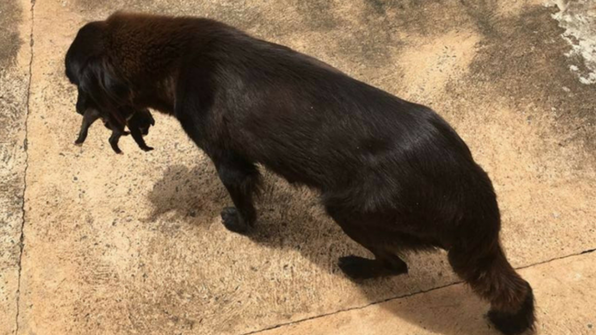 Illustration : "Brésil : Une chienne retrouve un chiot abandonné en fouillant dans les poubelles"