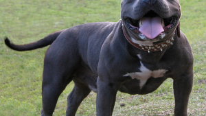 Illustration : "Suisse : Une jeune femme cambriole un refuge pour reprendre son chien"