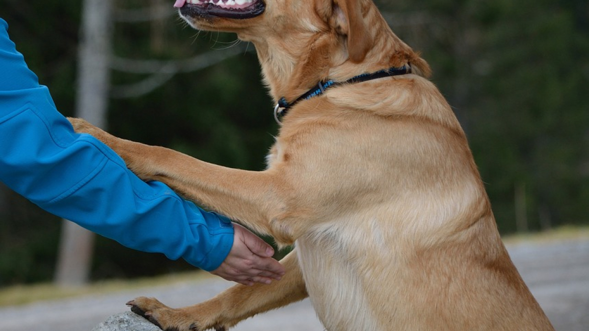 Illustration : "Les chiens seraient sensibles à l’attitude de leurs maîtres vis-à-vis des autres humains"