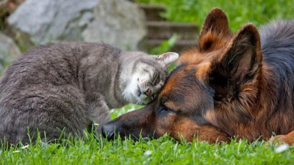 Illustration : "20 photos illustrant l'amitié chien-chat"