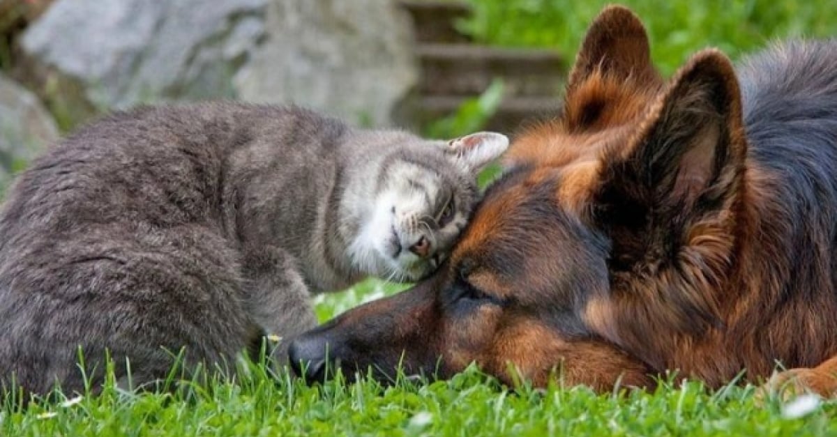 Photos Illustrant L Amitie Chien Chat Photos Illustrant L Amitie Chien Chat