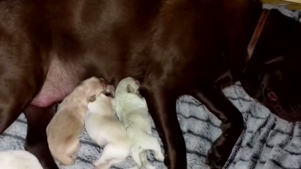 Illustration : "Une chienne donne naissance à un chiot… tout vert !"