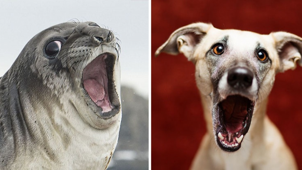 Illustration : "15 photos qui prouvent que les phoques et les chiens ne sont pas si différents les uns des autres"