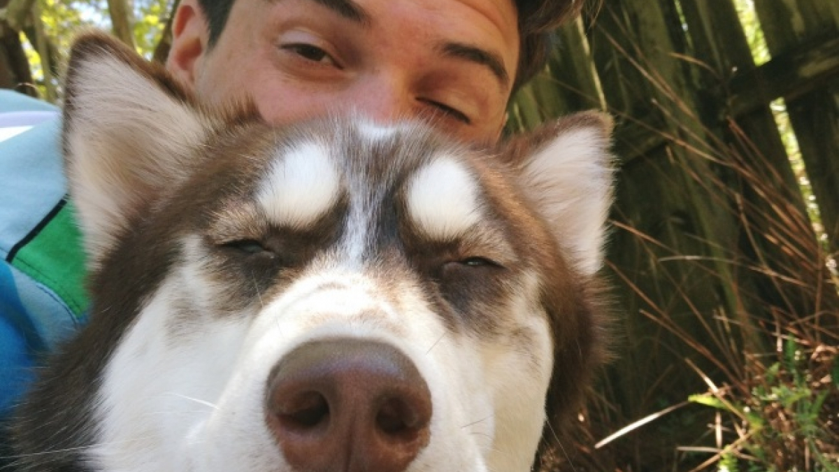 Illustration : "20 photos de chiens qui montrent à quel point eux aussi maîtrisent les selfies"