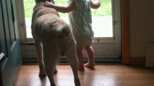 Illustration : "25 photos émouvantes qui montrent l'importance du chien dans la vie de l'homme"