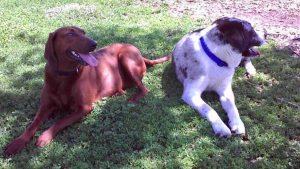 Illustration : "Pour ces 2 chiens, il était hors de question d’être séparés à l’adoption"