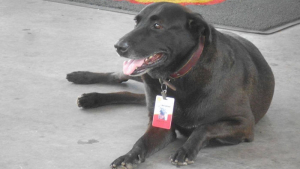 Illustration : "Ce chien abandonné par ses anciens maîtres prend son nouveau travail très au sérieux"