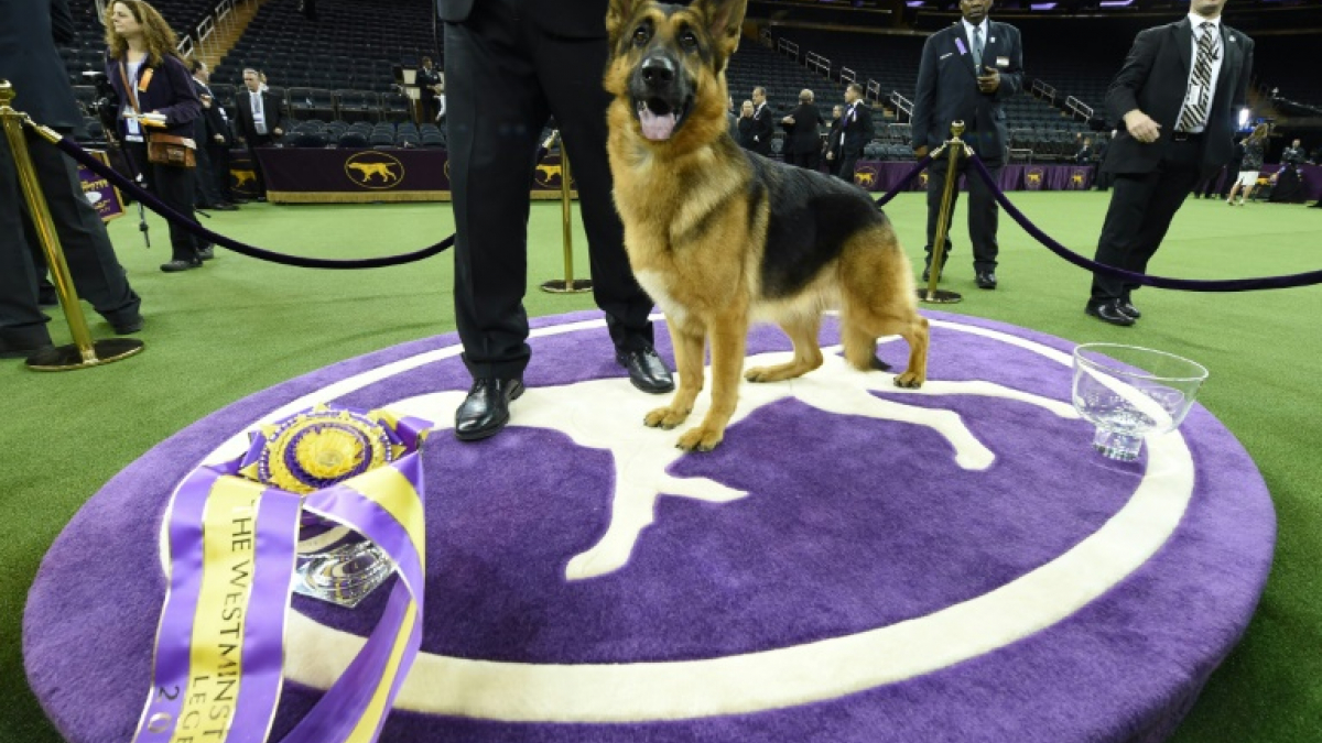 Illustration : "Une femelle Berger Allemand remporte le concours-phare du Westminster Dog Show"