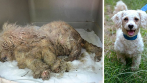 Illustration : "Ces 16 chiens arrachés à la mort sont aujourd’hui méconnaissables"