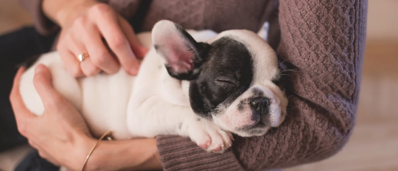 Illustration : "Pourquoi prendre une assurance pour son chien ?"