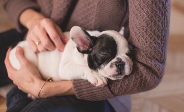 Illustration : "Pourquoi prendre une assurance pour son chien ?"