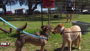 Illustration : "Etats-Unis : Une famille de chiens adoptés, réunis grâce aux réseau sociaux"