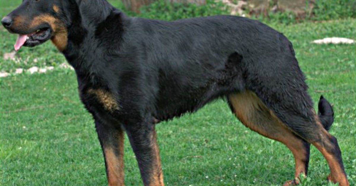 HauteLoire Un chien s’égare pendant 2 jours, puis