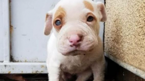 Illustration : "D'une poubelle à une famille aimante, l’incroyable destinée de Snowflake"