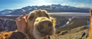 Illustration : "29 photos qui vous donneront envie d'adopter votre propre chien"