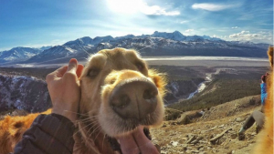 Illustration : "29 photos qui vous donneront envie d'adopter votre propre chien"