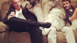 Illustration : "15 photos hilarantes des chiens qui ne savent pas ce qu'est l'espace personnel"