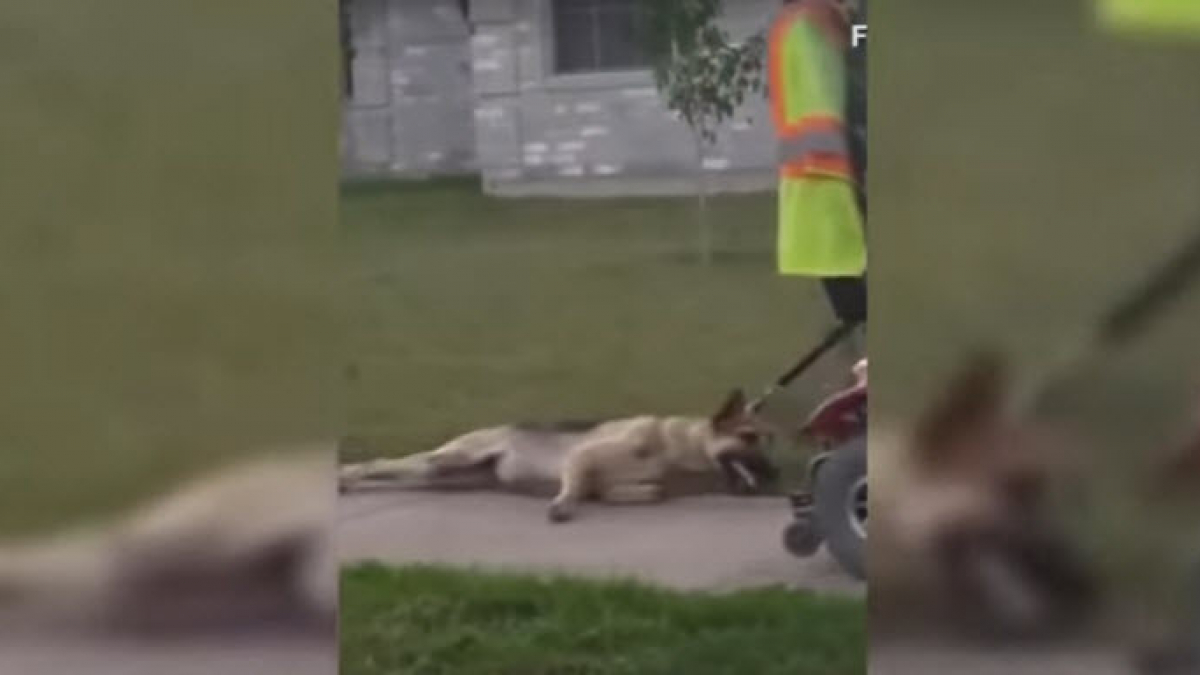 Illustration : "Texas : Un chien attaché à un scooter électrique, traîné sur plusieurs dizaines de mètres"