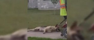Illustration : "Texas : Un chien attaché à un scooter électrique, traîné sur plusieurs dizaines de mètres"