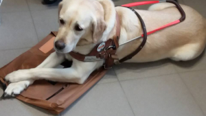 Illustration : "Pas-de-Calais : Malvoyant, il se voit contraint de tenir son chien-guide à bras dans un magasin"