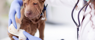 Illustration : "Les remboursements pris en charge avec une assurance pour chien"