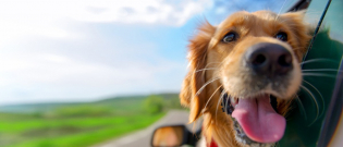Illustration : "Bien choisir son assurance pour chien"