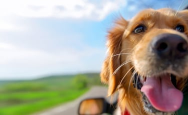 Illustration : "Bien choisir son assurance pour chien"