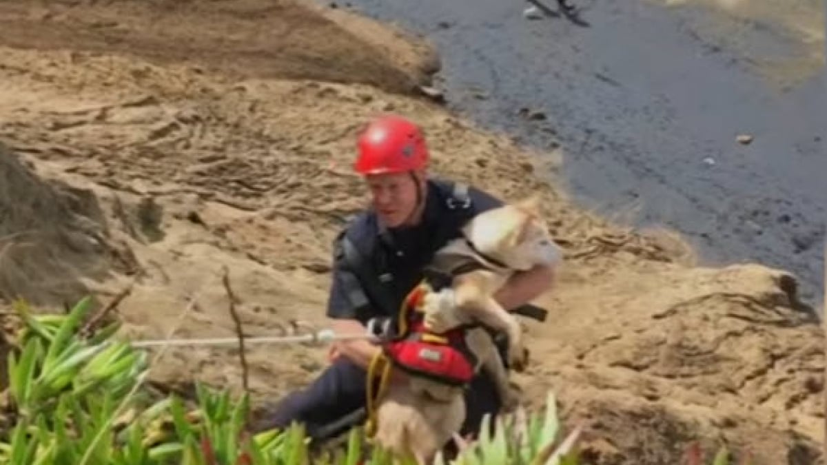 Illustration : "Etats-Unis : Des pompiers se mobilisent pour sauver un chien"