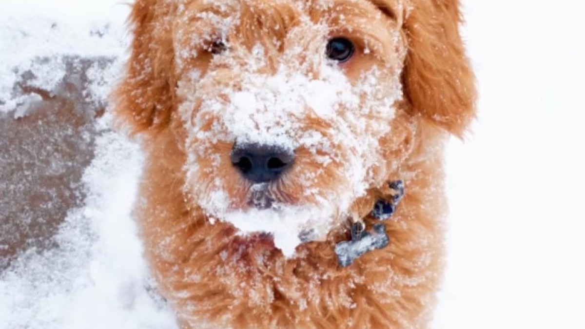 Illustration : "11 photos de chiens qui adorent la neige"
