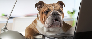 Illustration : "A quel moment prendre une assurance pour son chien ?"
