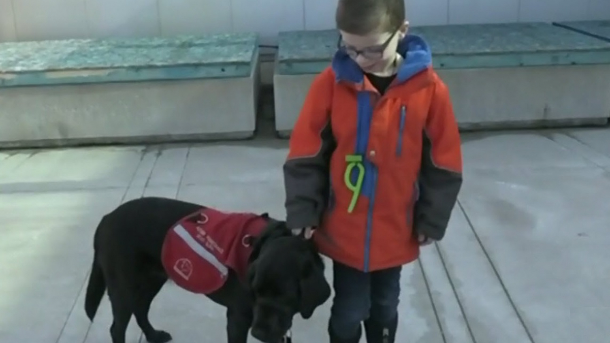 Illustration : "Une famille se bat pour que le chien d’assistance de son fils autiste soit accepté à l’école"