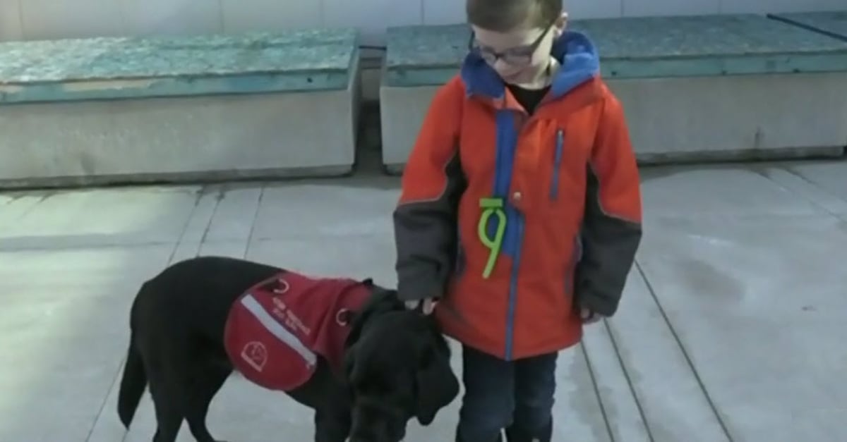 Une famille se bat pour que le chien d’assistance de son Une famille se bat pour que le chien d’assistance de son